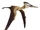 Wenupteryx