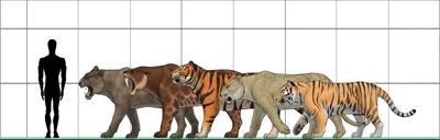 Los felinos más grandes de la historia (de mayor a menor): , , ,  y Panthera tigris altaica (el moderno tigre siberiano).