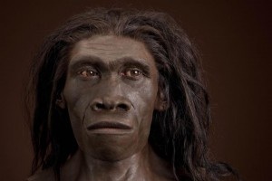 Homo erectus soloensis.jpg