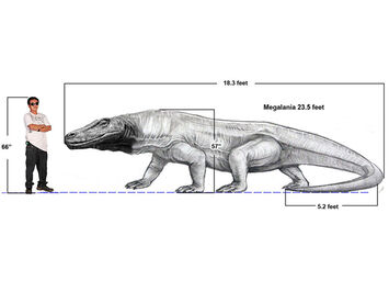 Megalania 