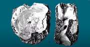 Manospondylus Holotype