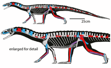 Teleocrater chimaera588