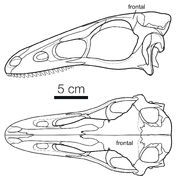 StenoSkull