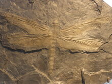 Meganeura fossil