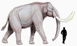 Mammuthus trogontherii