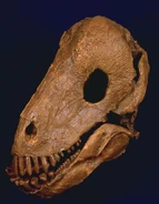 Ulemosaurus Prehistoria Fandom Fandom