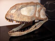 AbelisaurusSkull