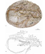 Daliansaurus-skeleton