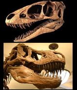 Comparación entre los cráneos de Raptorex (arriba) y Tyrannosaurus (abajo).