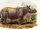 Rhinoceros sondaicus annamiticus