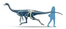 Saltillomimus Bones