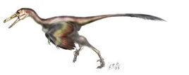 Buitreraptor