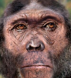 Homo rudolfensis.jpg