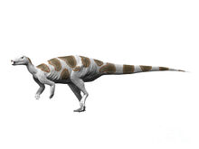 Trinisaura-santamartaensis-late-nobumichi-tamara