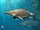 Brachypterygius