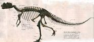 Ceratosaurusfosil