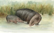 080414-Moeritherium-02