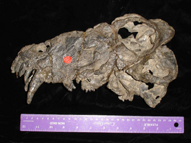 Fosil de Australosyodon