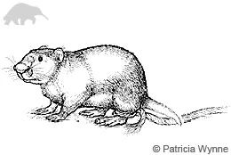 I portoricensis large