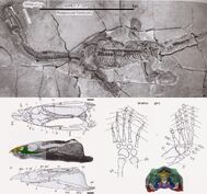 Wangosaurus skeleton