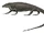 Aerosaurus