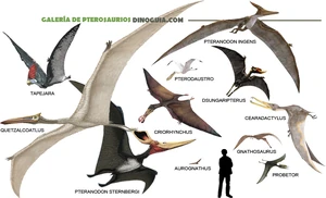 Diferentes Pterosaurios