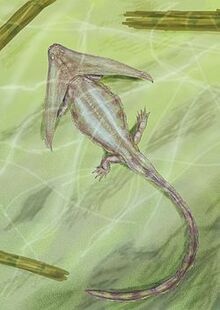 Diploceraspis12DB.jpg