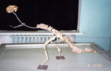 Homalocephale lateral