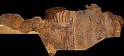 Scolosaurus mummy