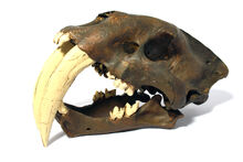 Smilodon-0.jpg