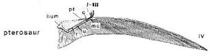 Quetzalcoatlusw.jpg