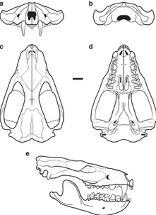 Didelphodon skull