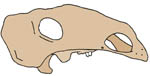 Gobisaurus