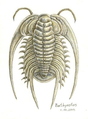 Paleozoic bathynotus