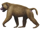 Theropithecus oswaldi