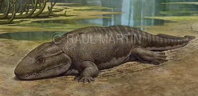 Cacops a la orilla de una laguna