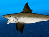 Helicoprion