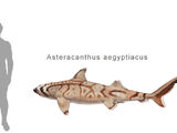 Asteracanthus