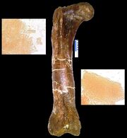 Tyrannosaurus peptides