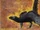 Saurornitholestes