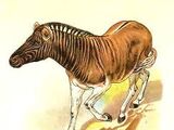 Equus quagga quagga