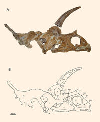 Bisticeratops skull