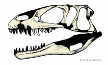 Dubreuillosaurusskull atuchin