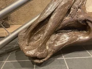 Área de fijación del pico de Parasaurolophus walkeri en el Museo Canadiense de la Naturaleza.