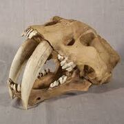 Craneo Smilodon