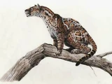Felis lunensis