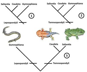 Lissamphibian phylogeny