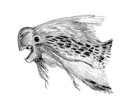 Heyuannia profile0