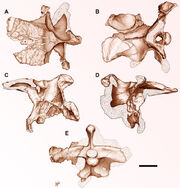Guemesia braincase