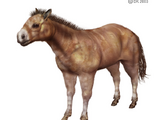 Merychippus